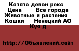 Котята девон рекс › Цена ­ 1 - Все города Животные и растения » Кошки   . Ненецкий АО,Куя д.